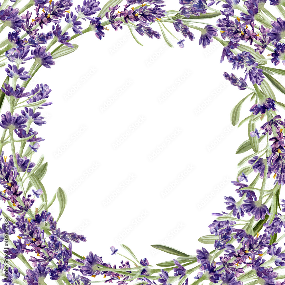 Lavender flowers isolated on white background. Watercolor botanical illustration Lavender flowers isolated on white background. Watercolor botanical illustration
