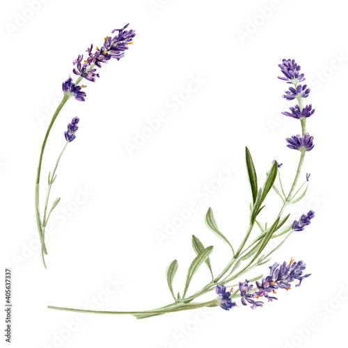 Fototapeta Naklejka Na Ścianę i Meble -  Lavender flowers isolated on white background. Watercolor botanical illustration