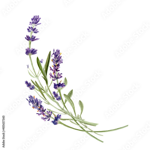 Lavender flowers isolated on white background. Watercolor botanical illustration. Hand painted floral composition for logo  card design  invitation