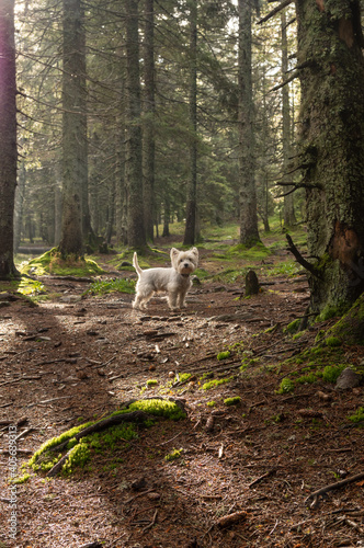 White dog in the morning in the forest. Sunbeams and a dog in the forest. photo