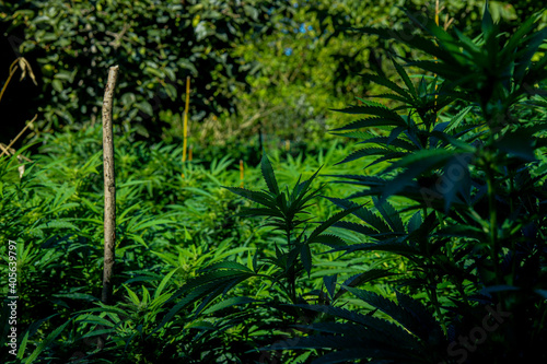 Outdoor amateur planting or cultivation of medicinal cannabis  marijuana  and CBD plantation for medicinal use  and a yard showing holes and plants.