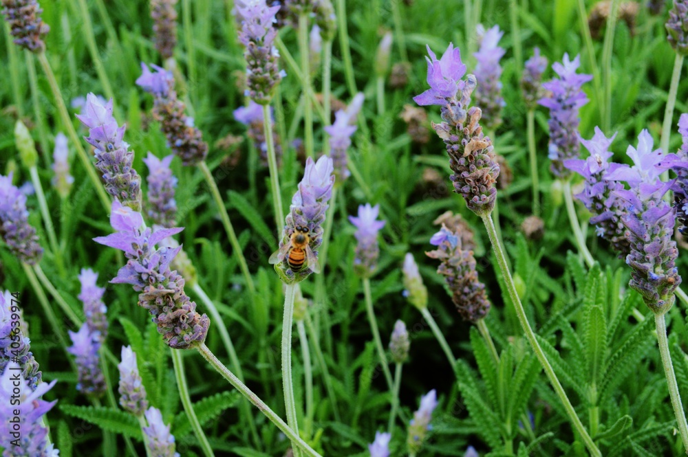 LAVANDA CON ABEJA EN PRIMAVERA LAVANDA CON ABEJA EN PRIMAVERA