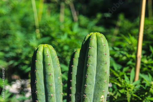 Wonderful image of São Pedro cacti with green cannabis background in an outdoor garden.