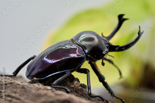 Fotografering Phalacrognathus stag beetle
