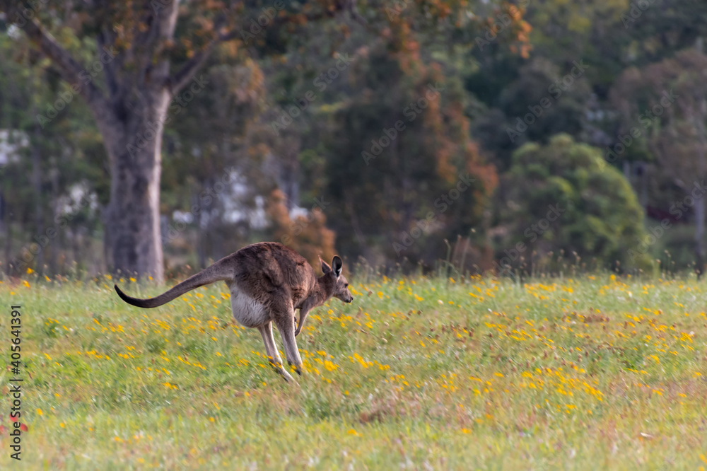 Mama kangaroo with joey in pouch jumping through paddock Mama kangaroo with joey in pouch jumping through paddock