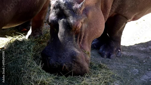 One hippopotamus or hippo feeding, grazing at a zoo. Hippos at zoo eating.