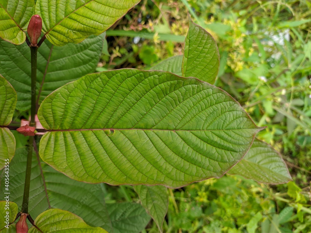 kratom plants (Mitragyna speciosa) grows wild in tropical south Kalimantan kratom plants (Mitragyna speciosa) grows wild in tropical south Kalimantan