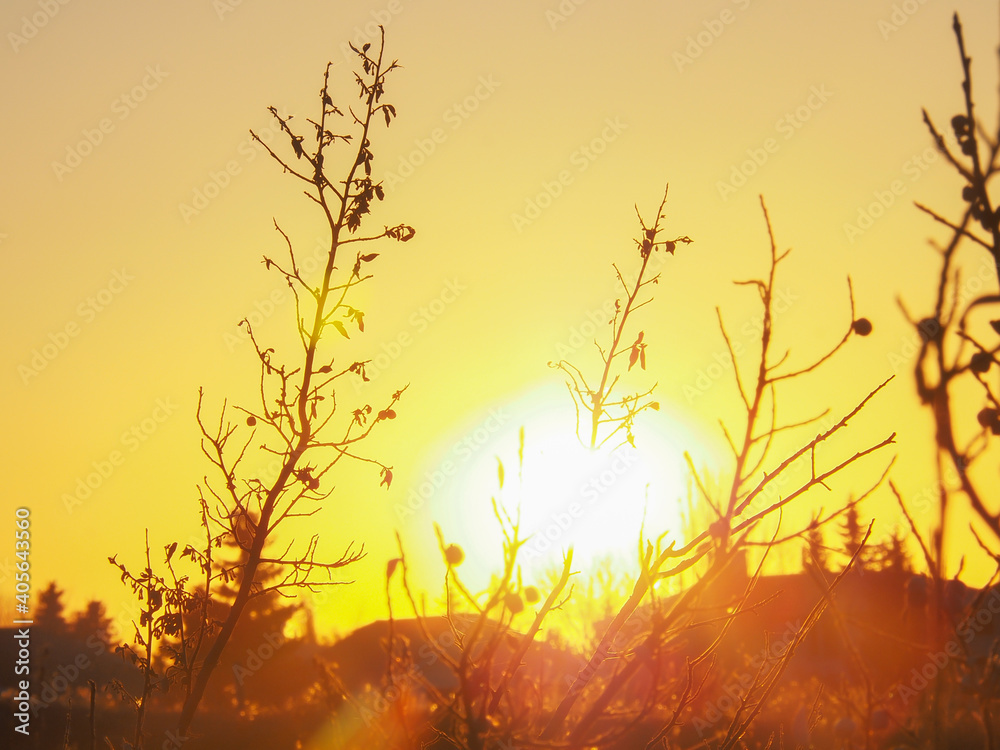 blurry golden sun yellow sky, sunrise morning over woods. skies covered colorful light rays shine through trees. sunbeam flare spreading on silhouette brunches beautiful nature dawnlight.