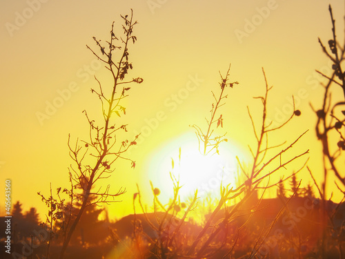 blurry golden sun yellow sky, sunrise morning over woods. skies covered colorful light rays shine through trees. sunbeam flare spreading on silhouette brunches beautiful nature dawnlight. © phoomrat