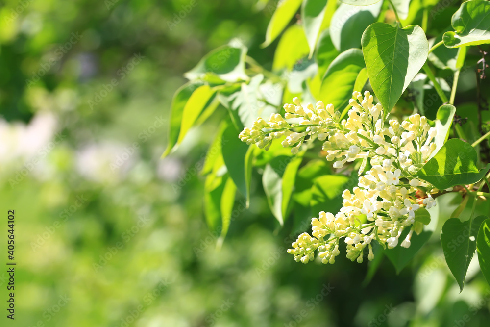 Blooming lilac in the park.Soft selective focus. Spring natural background Blooming lilac in the park.Soft selective focus. Spring natural background