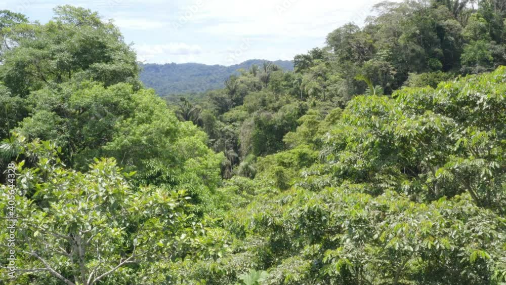 Aerial view, flying closely over the canopy of a tropical forest in the Amazon of Ecuador, South America Aerial view, flying closely over the canopy of a tropical forest in the Amazon of Ecuador, South America