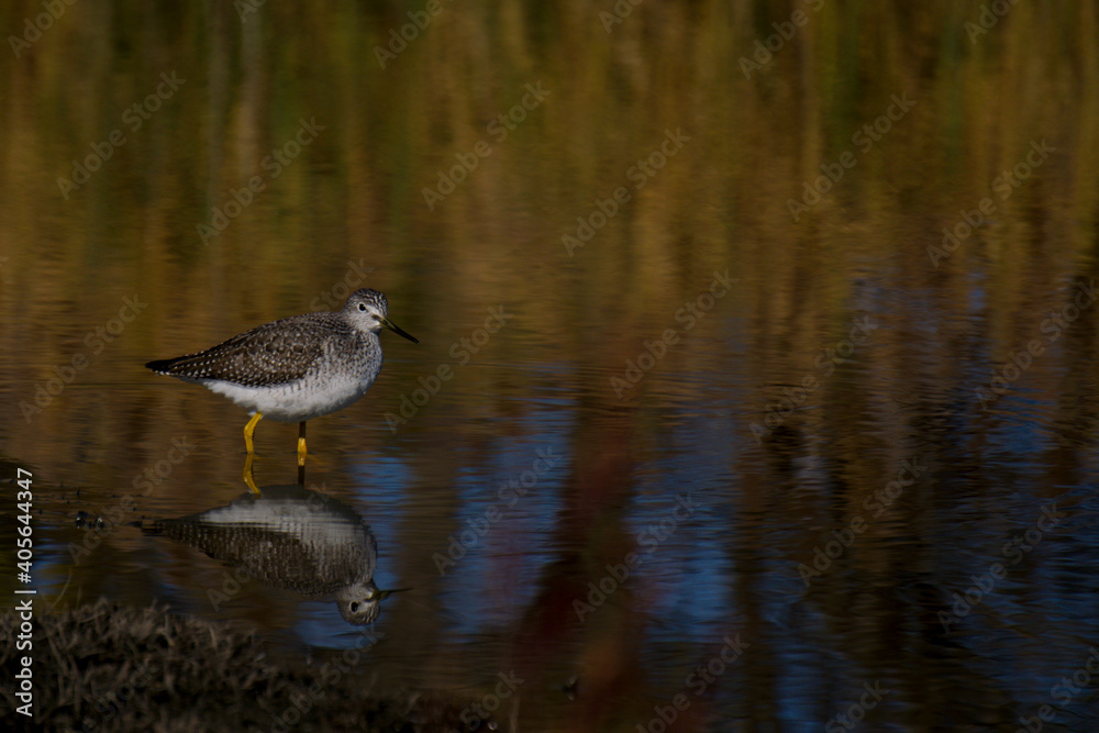 Short-billed Dowitcher bird closeup Short-billed Dowitcher bird closeup