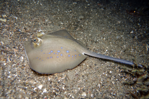 Neotrygon kuhli - Blaugepunkteter Rochen  Kuhls Stechrochen