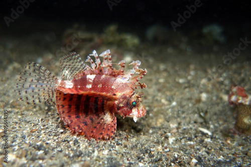 Dendrochirus brachypterus - Kurzflossen-Zwergfeuerfisch photo