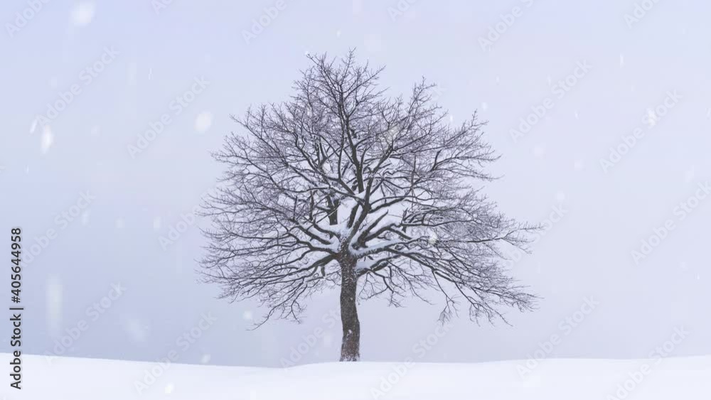Minimalistic landscape with a lonely naked snowy tree in a winter field. Amazing scene in cloudy and foggy weather. Christmas and winter holidays background. UHD 4k video Minimalistic landscape with a lonely naked snowy tree in a winter field. Amazing scene in cloudy and foggy weather. Christmas and winter holidays background. UHD 4k video