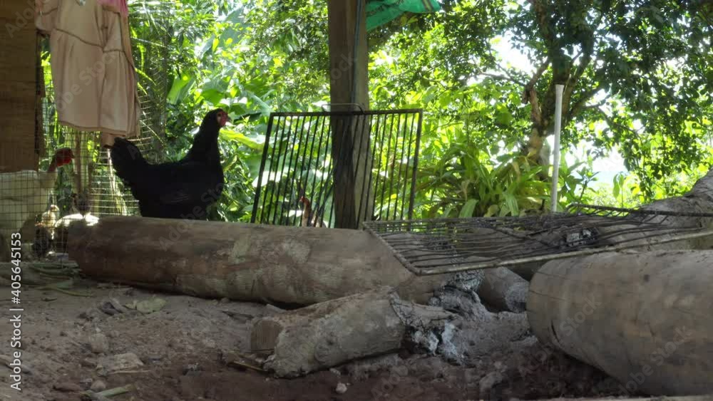 A black chicken that is walking around a campfire that is being used to cook dinner A black chicken that is walking around a campfire that is being used to cook dinner