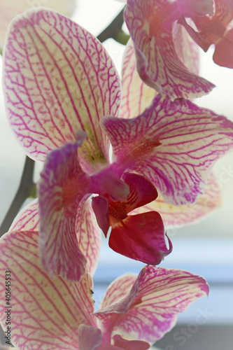 Fototapeta Naklejka Na Ścianę i Meble -  A cloese vertical shot of a pink orchid.