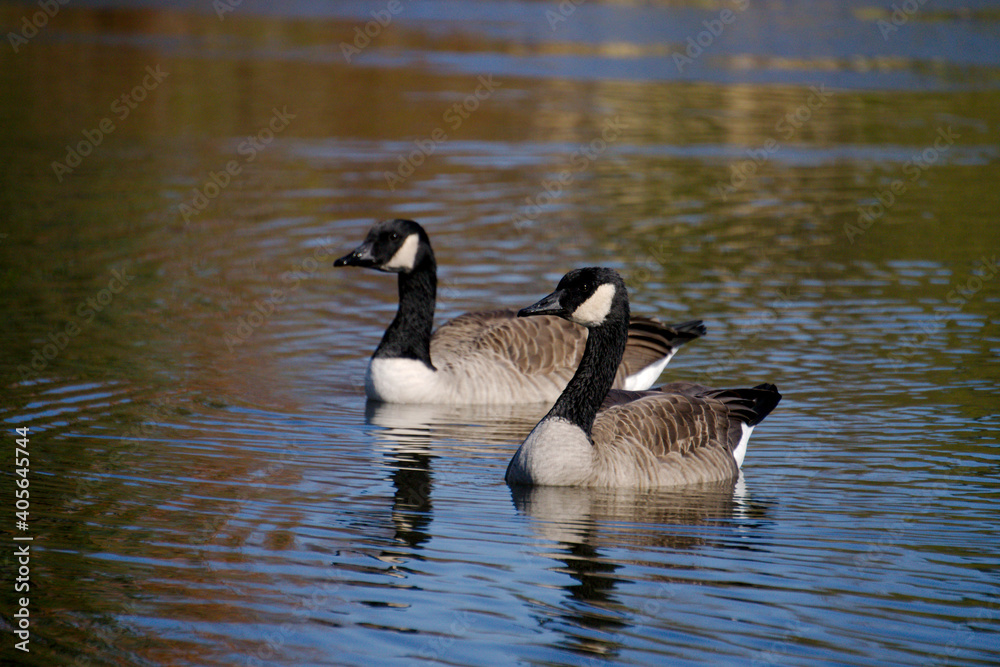 Canadian goose swimming