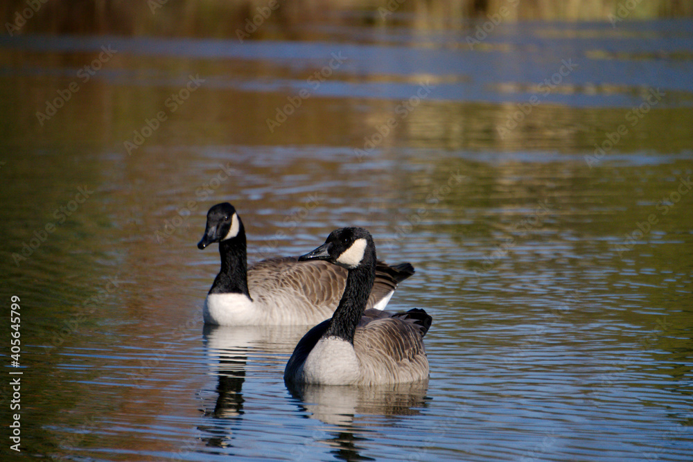 Canadian goose swimming Canadian goose swimming