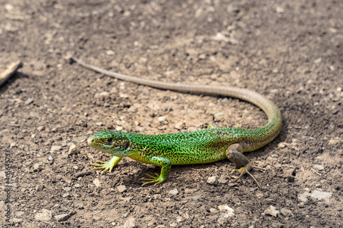 big green lizard on brown gravel ground