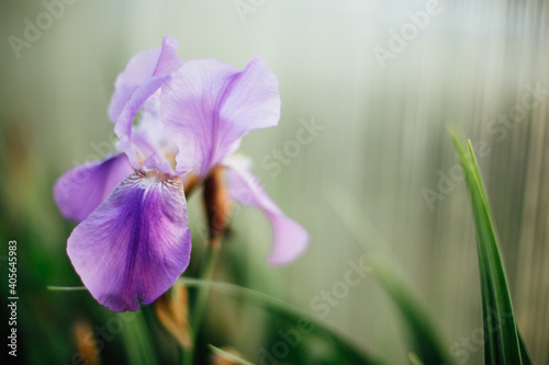 Beautiful flower iris on a blurred background. Purple color irise flower blossoms close up. Copy space