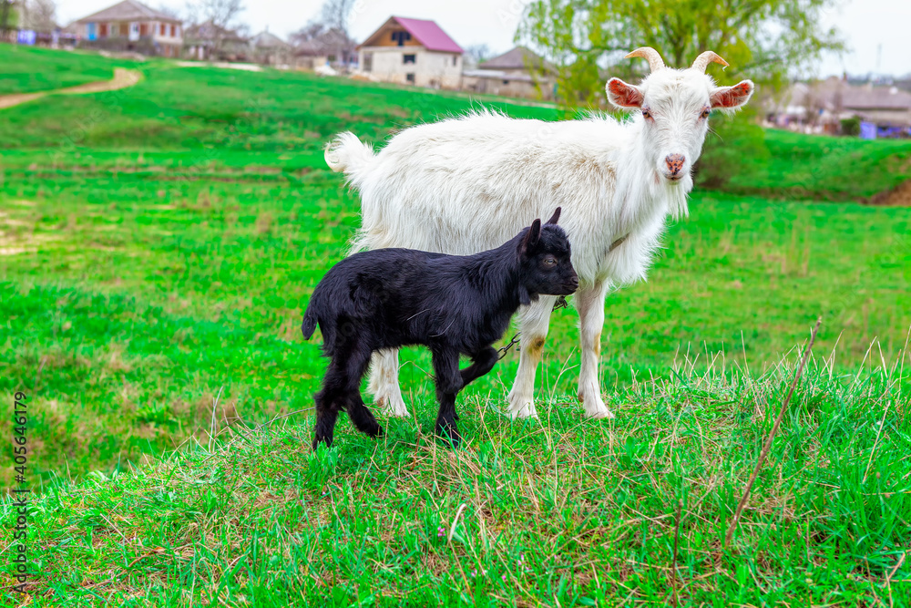 Fototapeta premium Lamb and mother goat . Black and white animals . Domestic animals at the meadow 