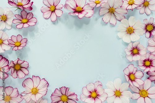 Floral composition. Pink flowers cosmos on blue background. Spring  summer concept. Flat lay  top view  copy space