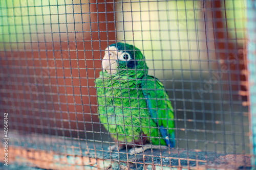 Caged Hispaniolan parrot (Amazona ventralis) in the Dominican Republic photo