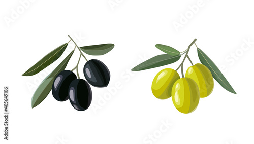 Olive hand drawn branch with green and black olives isolated on white background. Vector illustration