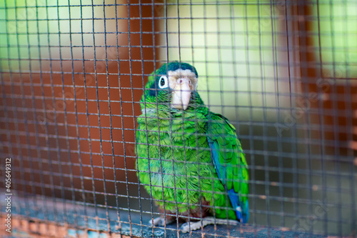 Caged Hispaniolan parrot (Amazona ventralis) in the Dominican Republic photo