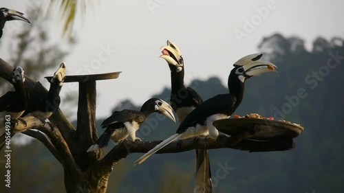  Black horbill eating on a tree Singapore 5 photo