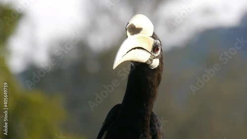 Black horbill eating on a tree Singapore 2 photo