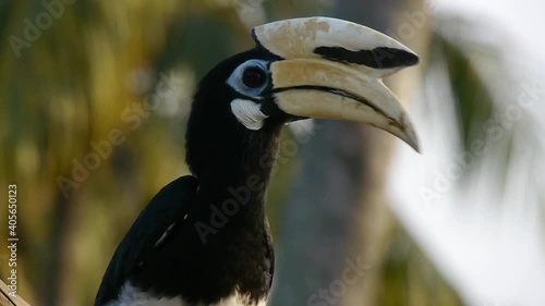  Black horbill eating on a tree Singapore 3 photo