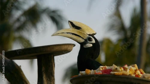 Black horbill eating on a tree Singapore 1 photo