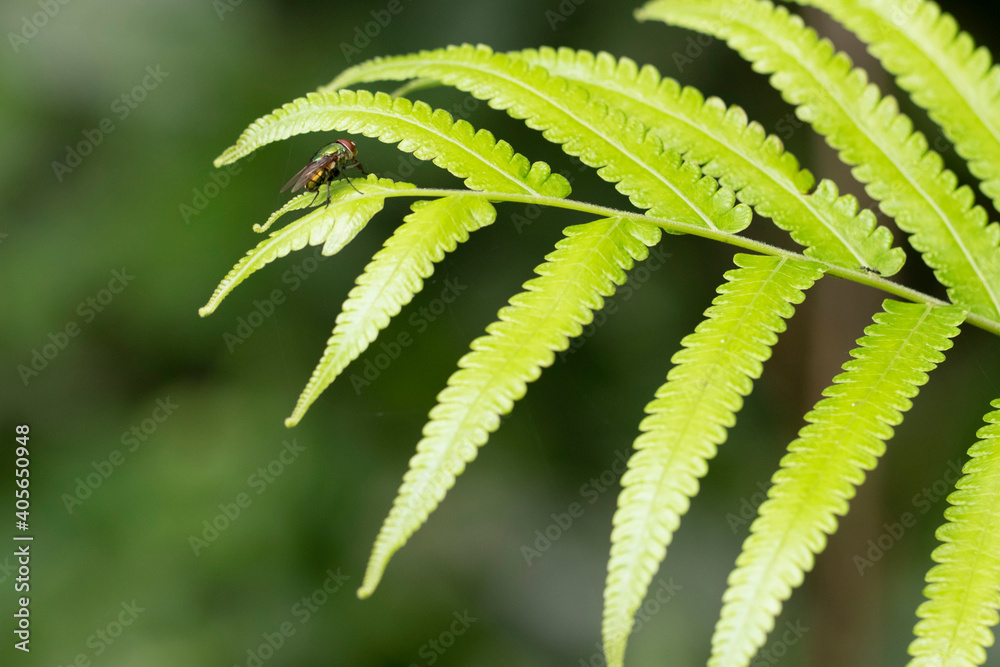 close up of leaf with fly close up of leaf with fly