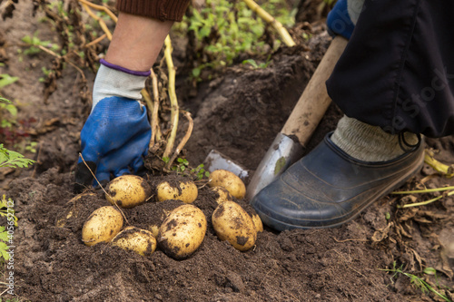 Harvesting potato in the garden. Farmer with freshly harvested potatoes vegetables, organic farming concept