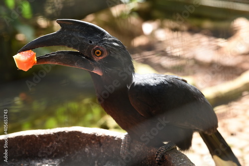 The wrinkled hornbill or Sunda wrinkled hornbill, Rhabdotorrhinus corrugatus is a medium large hornbill which is found in forest in the Sumatra and Borneo. photo