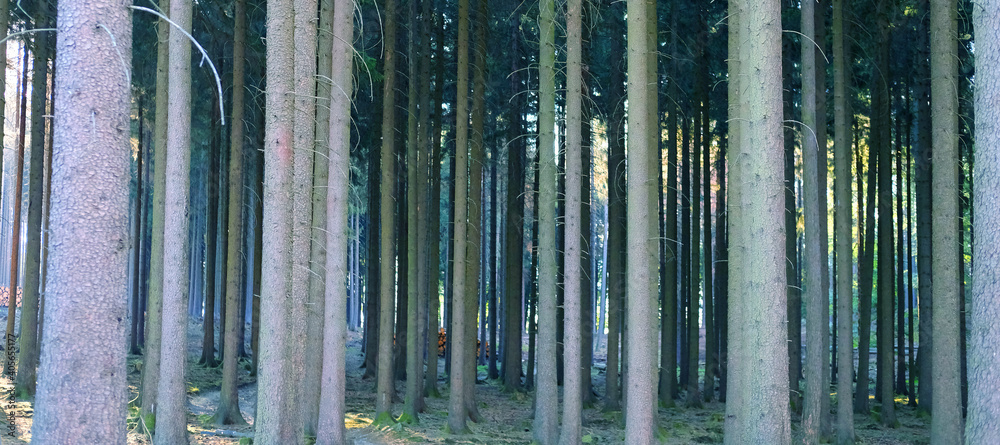 mixed forest in Taunus mountains, Germany, stream of sunlight illuminates trees, concept of nature protection, ecological balance, tourism, travel, wallpaper background