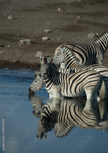 Zebras at watering hole reflection on water stripes reflected on water spotted while on jeep safari on family adventure  holiday in Namibia Africa in Etosha National Game and Wildlife conservation 