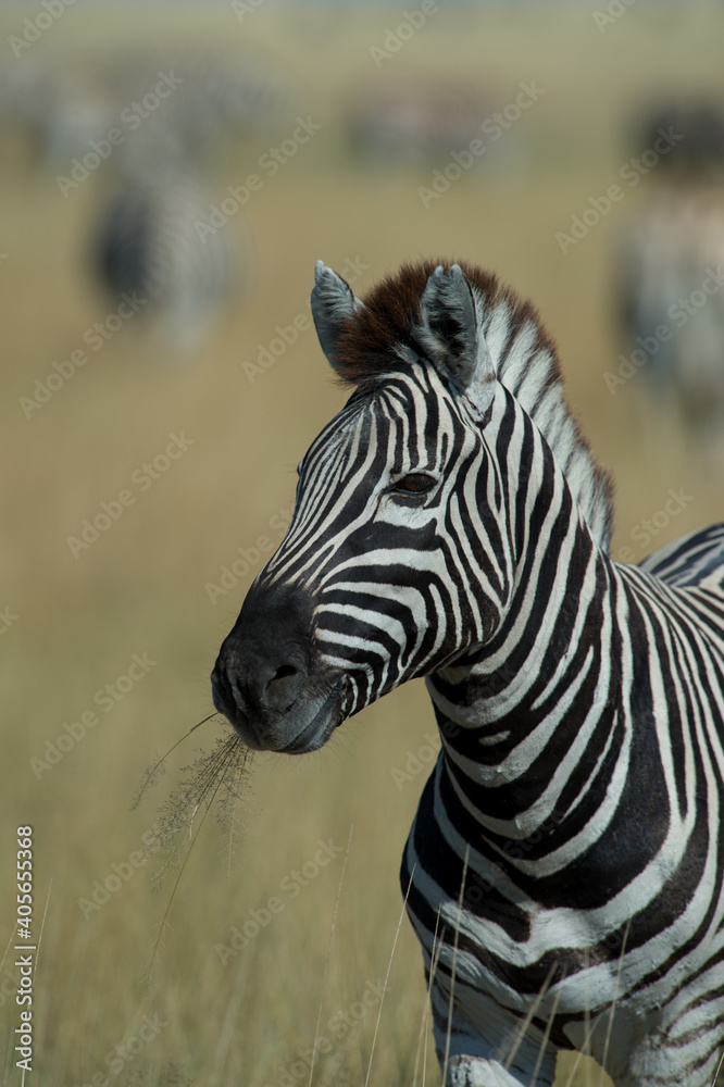 Naklejka premium Zebra portrait shot on a jeep safari in Etosha national Wildlife and Game Preserve in Namibia Africa while on African holiday