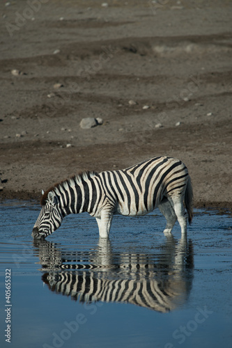 Zebra animal drinking water from watering hole stripes reflected in pond spotted while on jeep safari on family adventure holiday in Namibia Africa in Etosha Wildlife and Game preserve conservation 