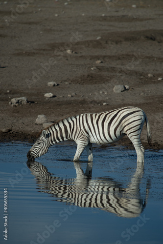 Zebra animal drinking water from watering hole stripes reflected in pond spotted while on jeep safari on family adventure holiday in Namibia Africa in Etosha Wildlife and Game preserve conservation 