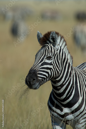 Zebra portrait shot on a jeep safari in Etosha national Wildlife and Game Preserve in Namibia Africa while on African holiday