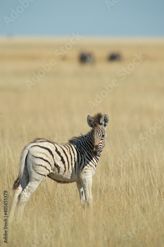 baby zebra spotted on jeep safari in Namibia Africa while on family African adventure holiday in Etosha National Wildlife and Game Preserve