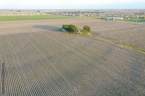 Cotton Field