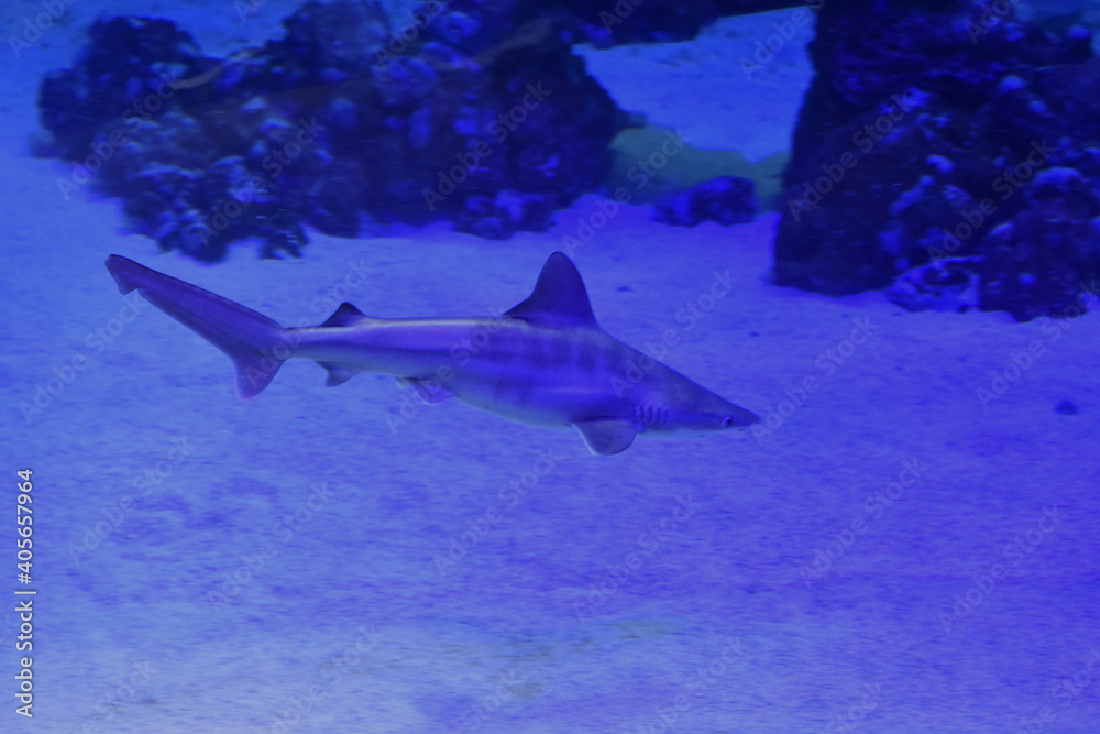 Obraz premium Tiburón bebe nadando