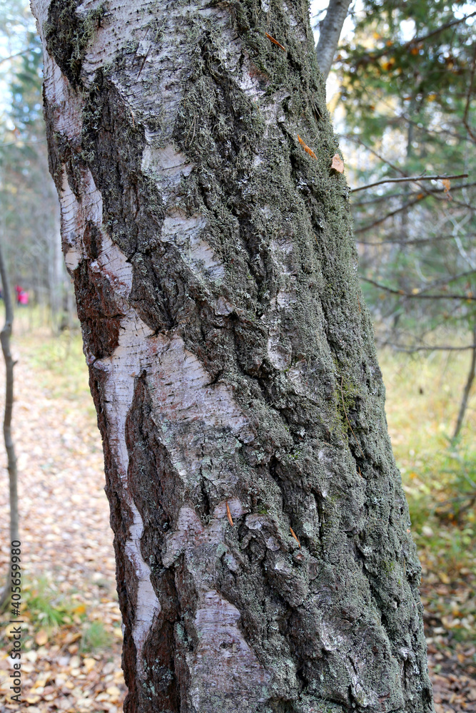 Pattern or texture of natural tree bark. Textured dry surface close-up. Relief texture of tree bark.