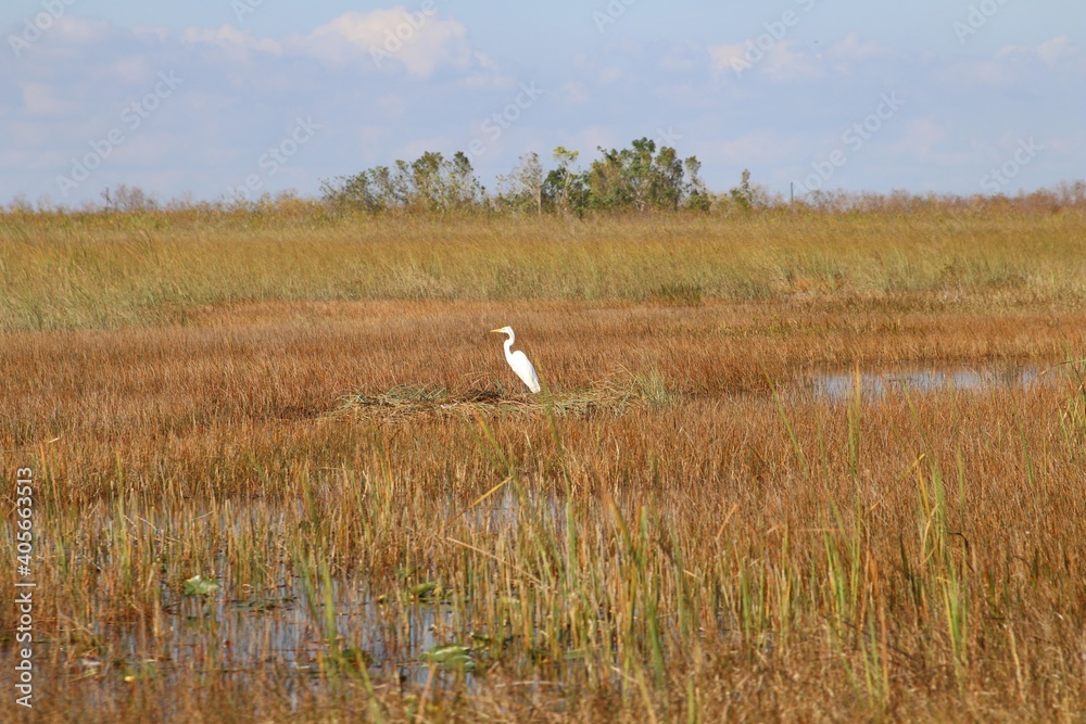 Bird in a marsh land, Everglades National Park, Florida, USA