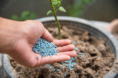 hand giving chemical fertilizer to a young plant ,vintage tone