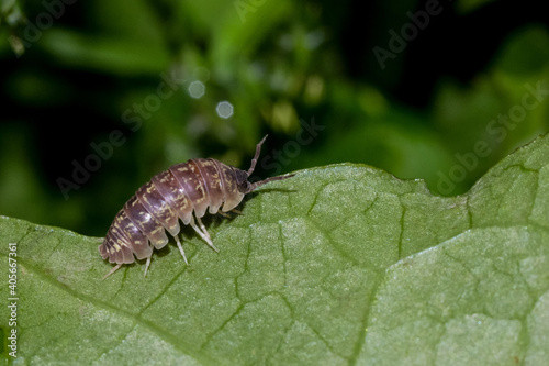 Macro photo of wood lice on a leaf. natural background